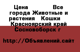 Zolton › Цена ­ 30 000 - Все города Животные и растения » Кошки   . Красноярский край,Сосновоборск г.